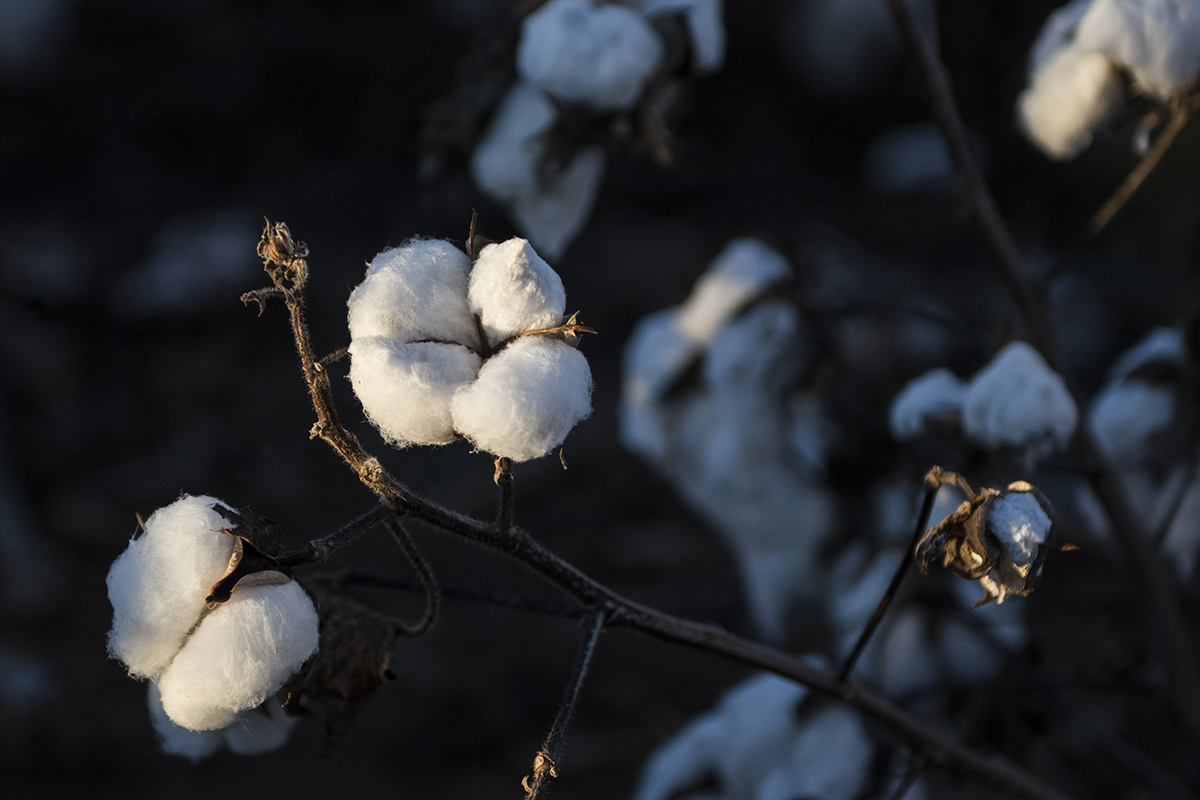Farmers on the South Plains dedicate 3 million acres annually to grow approximately one quarter of cotton, according to Texas A&amp;amp;M AgriLife. (Photos by Justin Rex/Texas Tech University)